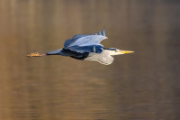 Étang du Karpfenloch